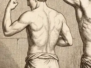 tergum, numbered 15 on an engraved plate